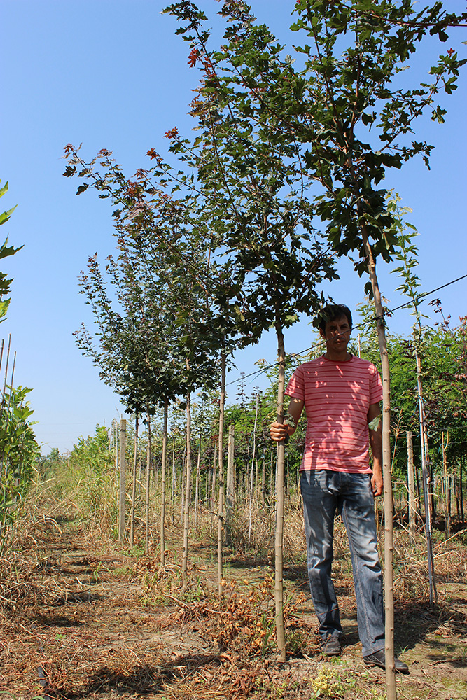 ACER CAMPESTRE RED SHINE - Arbori ornamentali