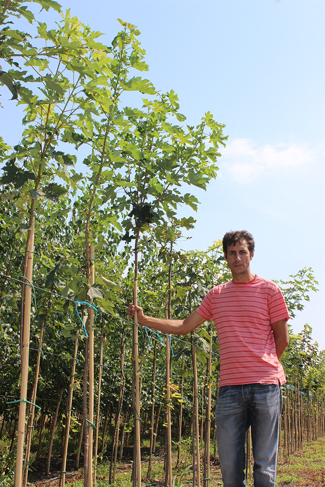 Artar - Paltin de camp (ACER PLATANOIDES) | Arbori ornamentali