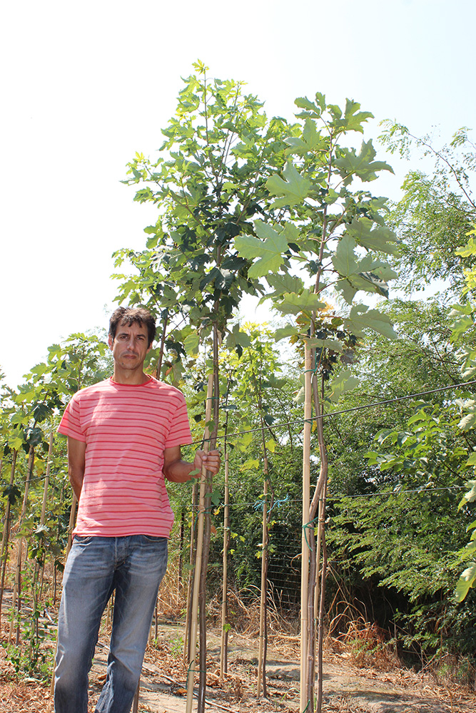 Artar - Paltin de camp (ACER PLATANOIDES) | Arbori ornamentali