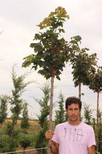 ACER PLATANOIDES GLOBOSSUM | Arbori ornamentali