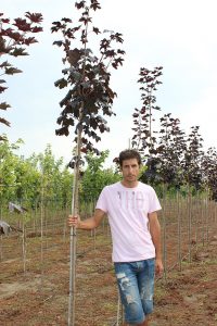 ACER PLATANOIDES KRIMSON KING | Arbori ornamentali