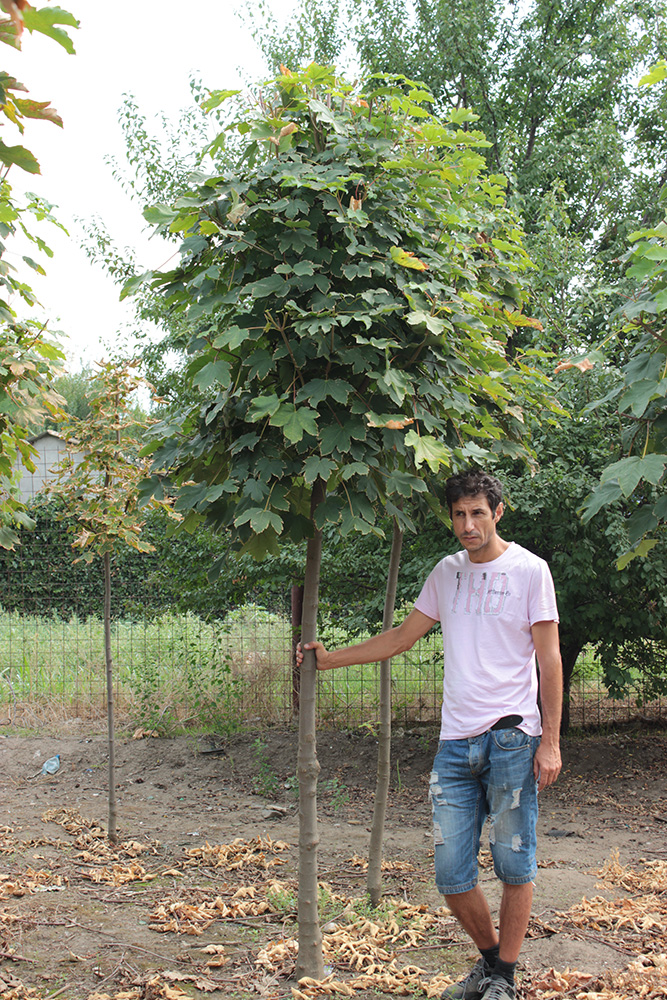 ACER PSEUDOPLATANUS | Arbori ornamentali