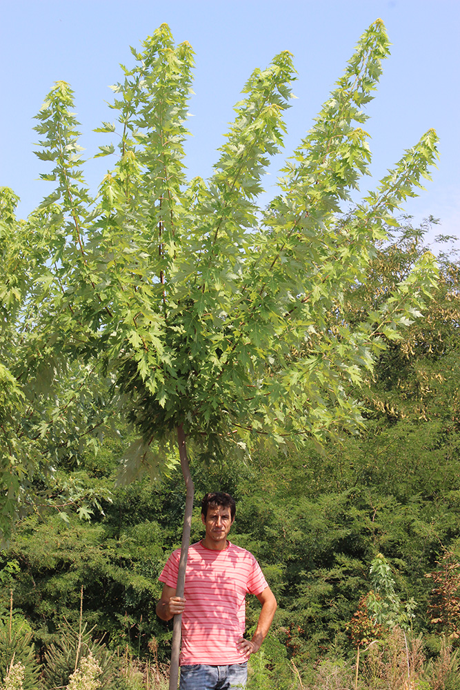 ACER SACCHARINUM | Arbori ornamentali