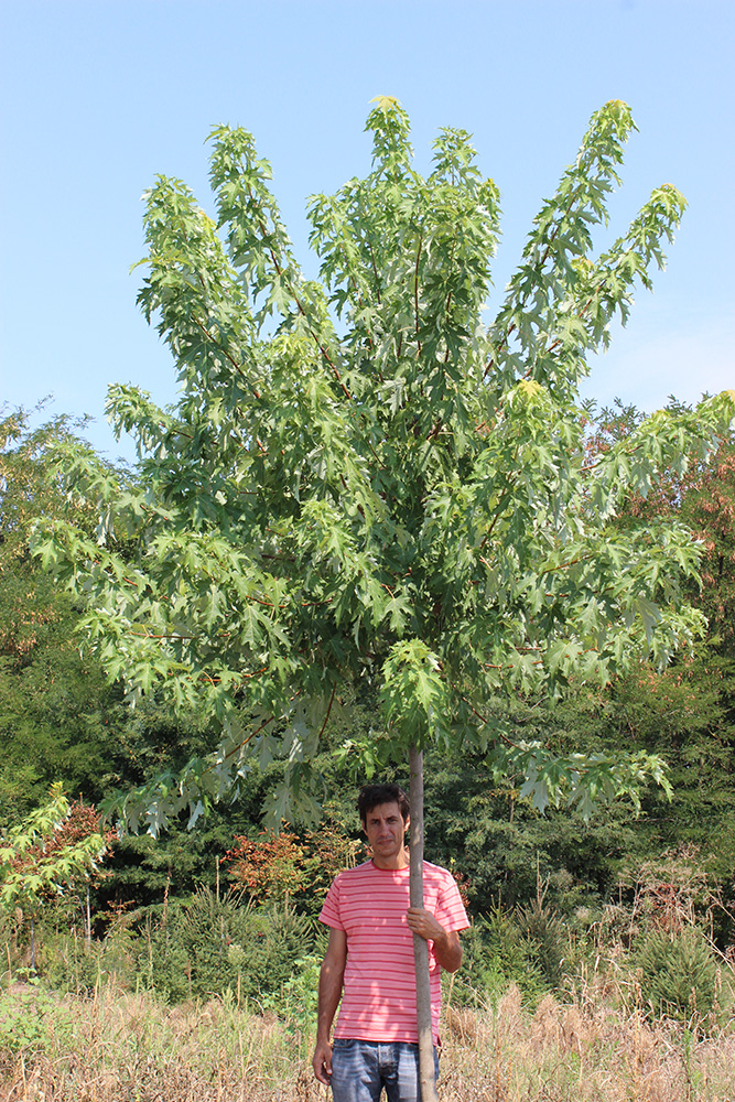 ACER SACCHARINUM | Arbori ornamentali