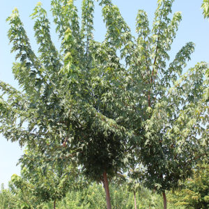 ACER SACCHARINUM | Arbori ornamentali