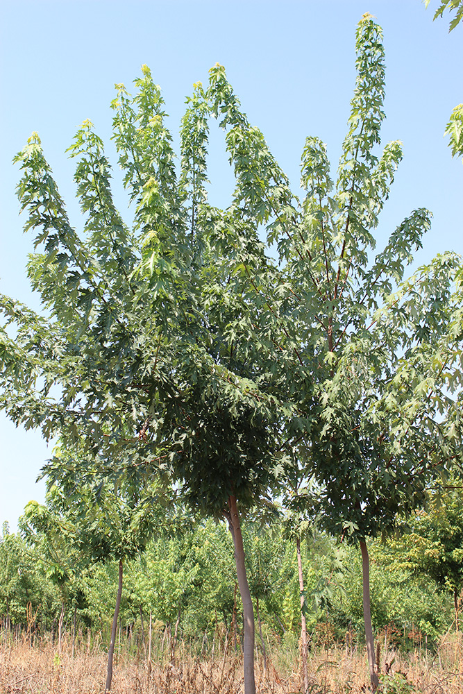 ACER SACCHARINUM | Arbori ornamentali