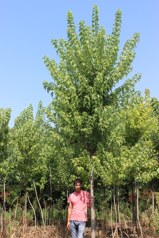 ACER SACCHARINUM | Arbori ornamentali