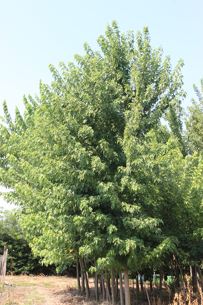 ACER SACCHARINUM | Arbori ornamentali