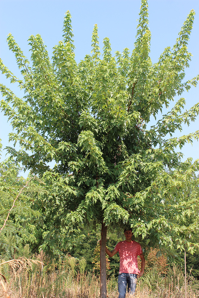 ACER SACCHARINUM | Arbori ornamentali