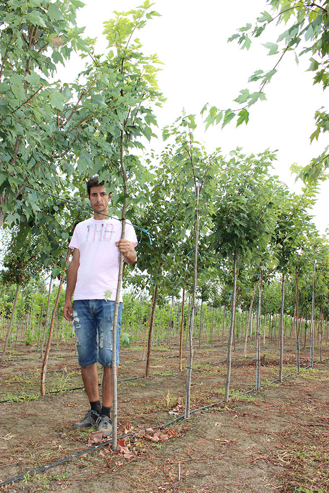 ACER RUBRUM | Arbori ornamentali