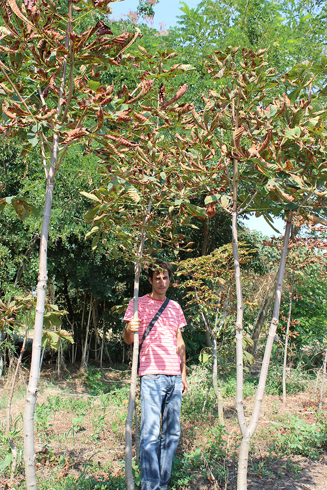 AESCULUS HIPPOCASTANUM | Arbori ornamentali
