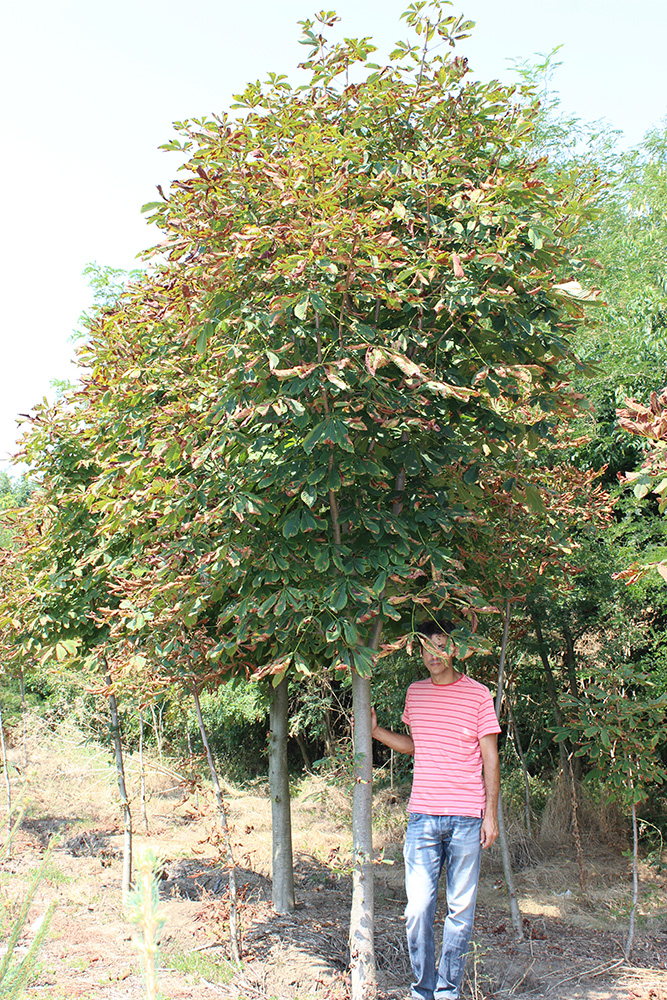 AESCULUS HIPPOCASTANUM | Arbori ornamentali