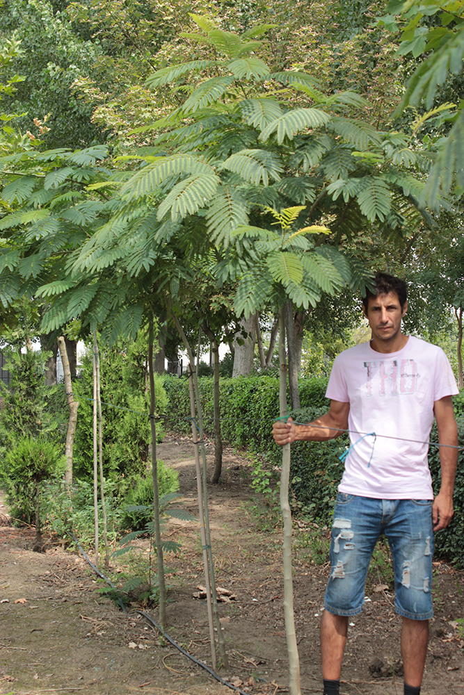 ALBIZIA JULIBRISSIM | Arbori ornamentali