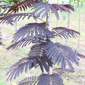 ALBIZZIA JULLIBRISSIM SUMMER CHOCOLATE | Arbori ornamentali