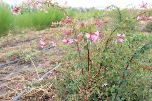 ABELIA GR. EDOUARD GOUCHER - Arbusti ornamentali