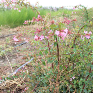 ABELIA GR. EDOUARD GOUCHER - Arbusti ornamentali