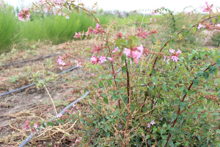 ABELIA GR. EDOUARD GOUCHER - Arbusti ornamentali