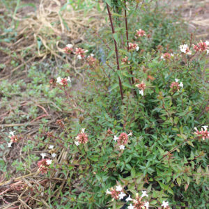 ABELIA GR. FRANCIS MASON - Arbusti ornamentali
