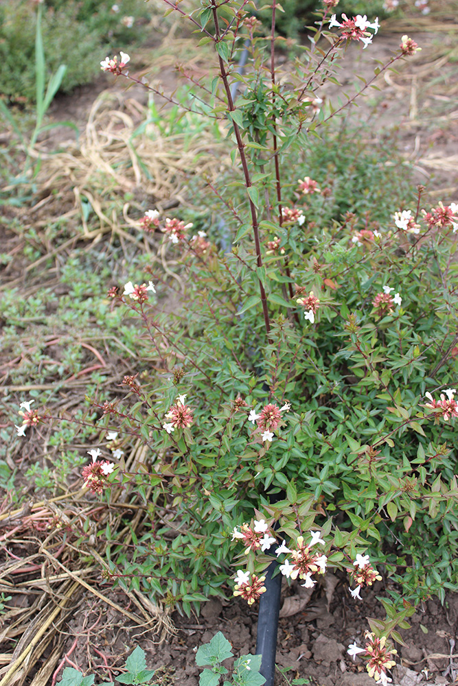 ABELIA GR. FRANCIS MASON - Arbusti ornamentali