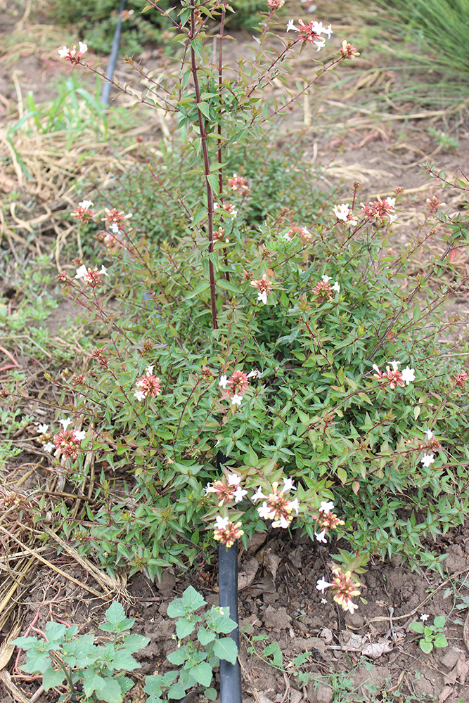 ABELIA GR. FRANCIS MASON - Arbusti ornamentali