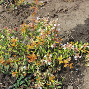 ABELIA GRANDIFLORA GOLD SPOT - Arbusti ornamentali