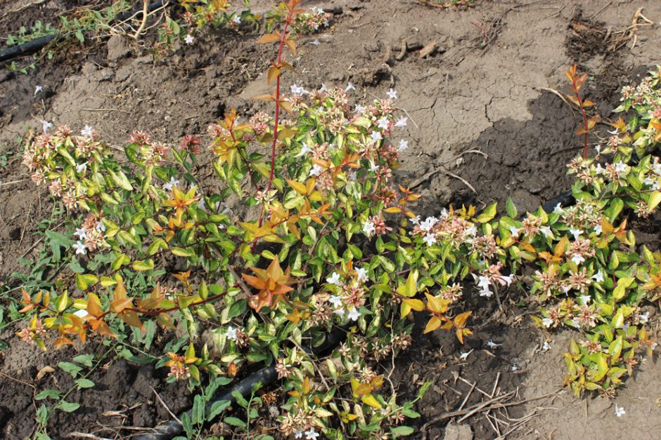 ABELIA GRANDIFLORA GOLD SPOT - Arbusti ornamentali