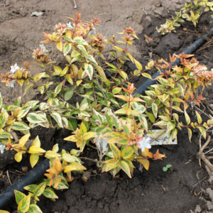 ABELIA GRANDIFLORA KALEIDOSCOPE - Arbusti ornamentali