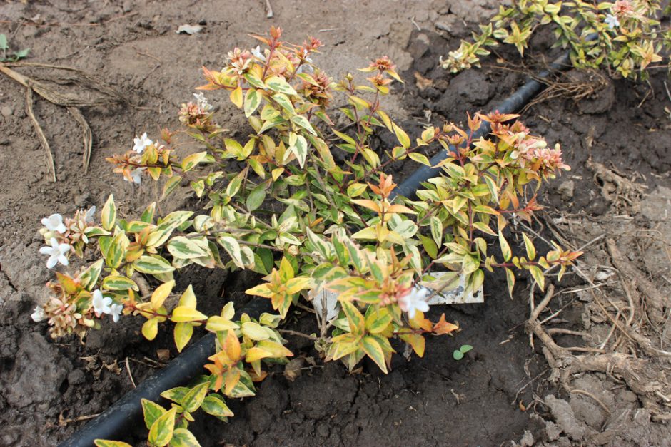 ABELIA GRANDIFLORA KALEIDOSCOPE - Arbusti ornamentali
