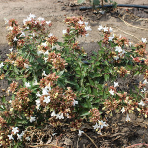 ABELIA GRANDIFLORA SHERWOODII - Arbusti ornamentali