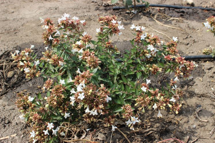 ABELIA GRANDIFLORA SHERWOODII - Arbusti ornamentali