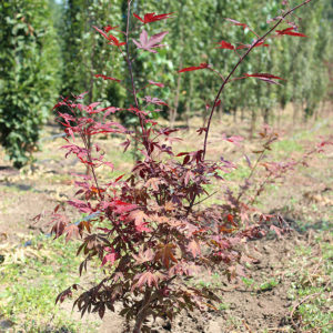 ACER PALMATUM ATROPURPUREUM - arbusti ornamentali