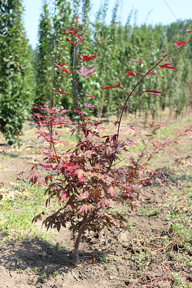 ACER PALMATUM ATROPURPUREUM - arbusti ornamentali