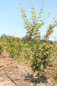 ACER PALMATUM AUREUM - arbusti ornamentali