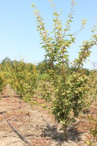 ACER PALMATUM AUREUM - arbusti ornamentali