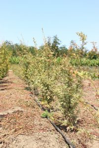 ACER PALMATUM BUTTERFLY - arbusti ornamentali