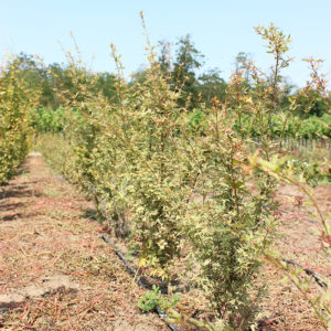 ACER PALMATUM BUTTERFLY - arbusti ornamentali