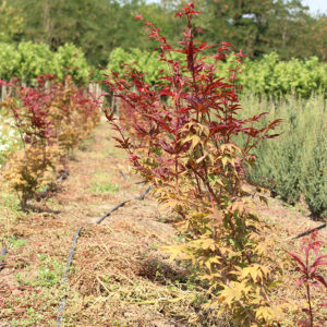 ACER PALMATUM FLAVESCENS - arbusti ornamentali