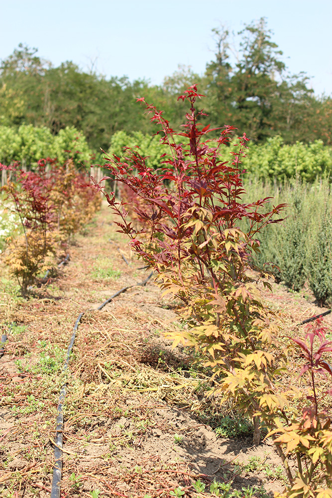 ACER PALMATUM FLAVESCENS - arbusti ornamentali