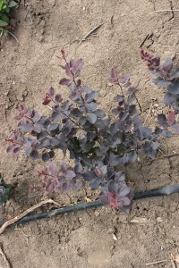 BERBERIS THUMBERGII ATROPURPUREA - arbusti ornamentali