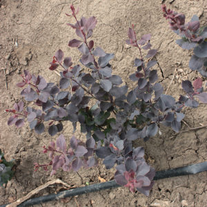 BERBERIS THUMBERGII ATROPURPUREA - arbusti ornamentali