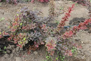 BERBERIS THUNBERGII GOLDEN RING - arbusti ornamentali