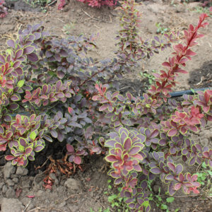 BERBERIS THUNBERGII GOLDEN RING - arbusti ornamentali