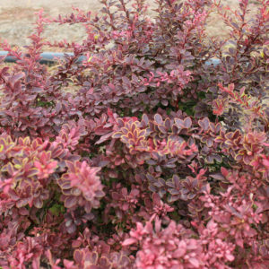 BERBERIS THUNBERGII GOLDEN RING - arbusti ornamentali