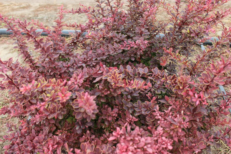 BERBERIS THUNBERGII GOLDEN RING - arbusti ornamentali