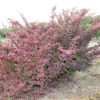 BERBERIS THUNBERGII GOLDEN RING - arbusti ornamentali