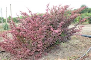 BERBERIS THUNBERGII GOLDEN RING - arbusti ornamentali