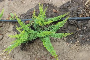 BERBERIS THUMBERGII GREEN CARPET - arbusti ornamentali