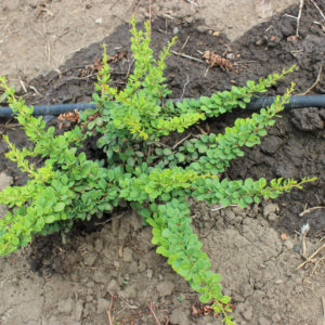 BERBERIS THUMBERGII GREEN CARPET - arbusti ornamentali