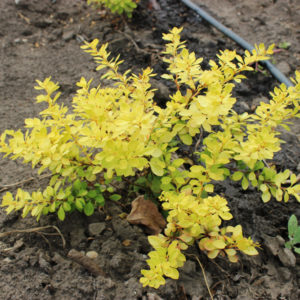 BERBERIS THUNBERGII AUREA - arbusti ornamentali