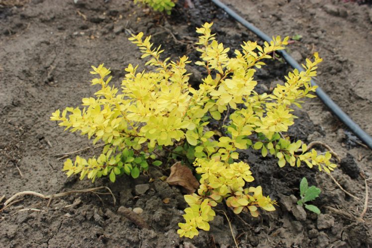 BERBERIS THUNBERGII AUREA - arbusti ornamentali